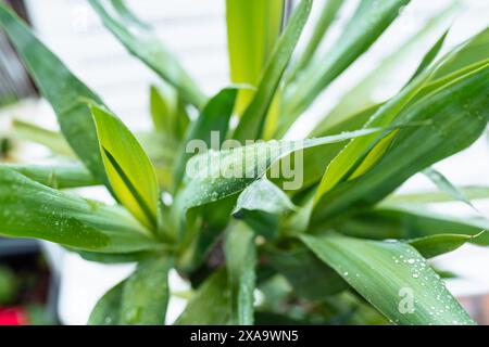 slow motion falling raindrops on leaves of tropical plants Stock Photo