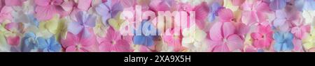 Pastel Hydrangea Floral Background. Long banner panoramic Stock Photo