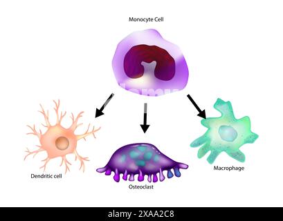 Monocyte differentiation. Macrophage, Dendritic cell, Osteoclast. Stock Vector