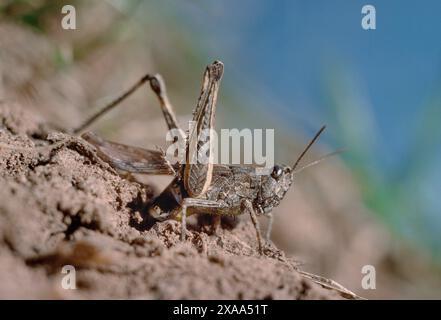 Common Field Grasshopper (Chorthippus brunneus) female grasshopper laying eggs on dry, disturbed soil in old meadow, Northumberland, England, August Stock Photo