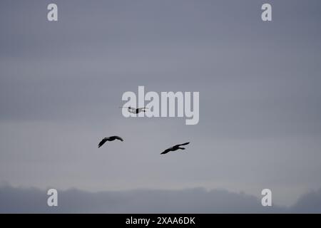 Three Birds fly in a clear sky with few clouds during late evening Stock Photo