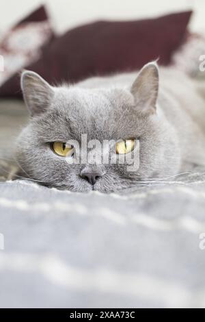 photo of a grey British Shorthair domestic male cat with golden yellow eyes laying on a bed and looking at camera Stock Photo
