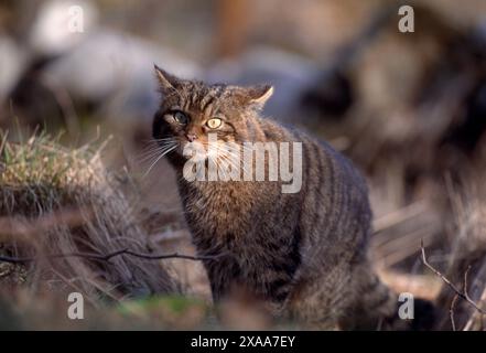 Scottish Wildcat (Felis silvestris grampia) semi habituated female in winter coat, living wild in native oakwood, Lochaber, Scotland, April 1998 Stock Photo