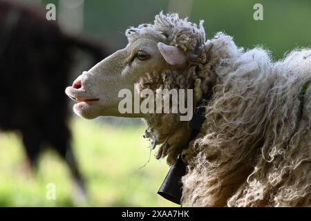 A fluffy sheep in a grassy field with two cows Stock Photo