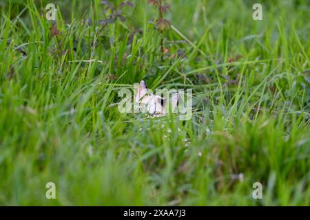 A cat with outstretched paws hiding in tall grass Stock Photo