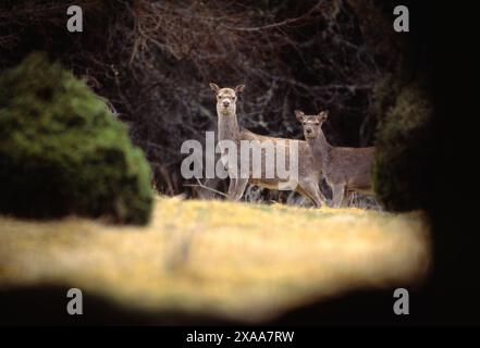 Sika Deer (Cervus nippon) female with grown calf in forest clearing, Inverness-shire, Scotland, March 1996 Stock Photo