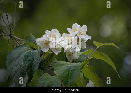 Tiny white flowers blooming on a tree branch Stock Photo