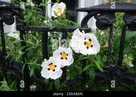 White clematis in bloom with yellow and red centre blooming on black iron railing outside house in summer garden Hay-on-Wye Wales UK  KATHY DEWITT Stock Photo
