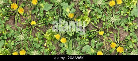 Weeds and Weed Background or unwanted pest plants Control as Lawn Care and Yard problem as a symbol of herbicide and pesticide in a garden or gardenin Stock Photo