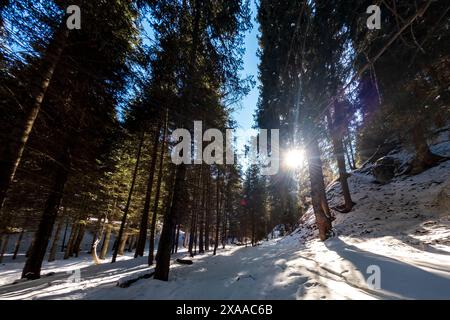 The sun shines through tall spruce trees in a coniferous mountain winter forest in the Almaty mountains Stock Photo