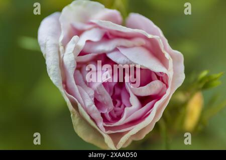 close-up photography of a half-open dusty pink rose flower on a blurred greenery background Stock Photo