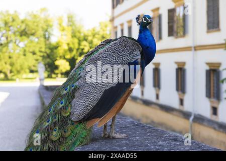 photography of a male peacock sitting in a park near a medieval castle on a sunny summer day Stock Photo