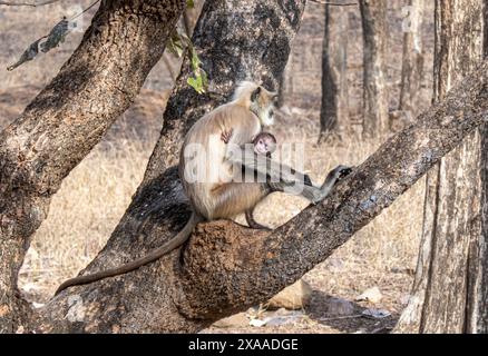 Semnopithecus monkeys, mother and baby, at Ranthambore National Park, India Stock Photo