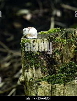 A white snail resting on moss-covered wood in the forest Stock Photo