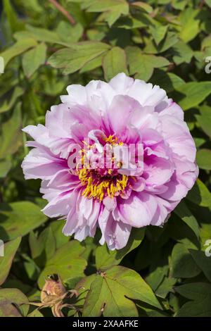 close-up top view photography of a pink peony flower with yellow heart on greenery background Stock Photo