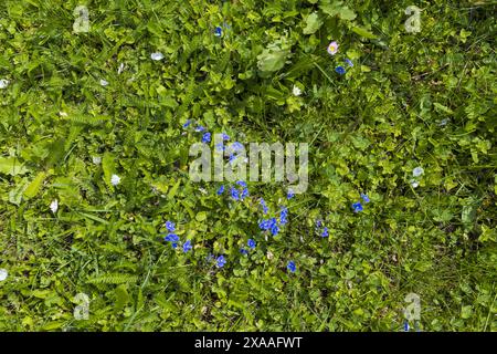 flat photography of a green grass lawn with tiny blue flowers Stock Photo
