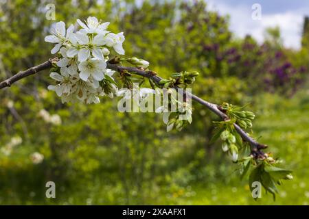 close-up photography of a cherry tree branch with blossom and green leaves on blurry greenery background Stock Photo