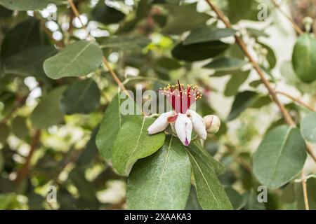 close-up photography of a white red tropical flower og pineapple guava on a greenery background Stock Photo