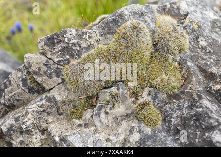 close-up photography of a large grey rock with white green moss Stock Photo