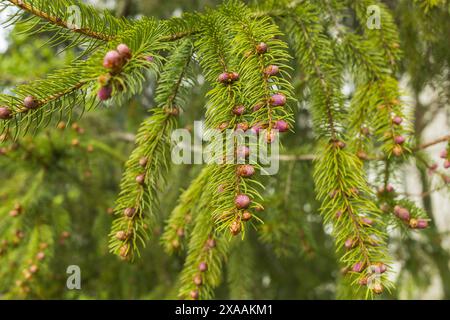close-up photography of an evergreen spruce tree branch with needles and tiny pink brown cones Stock Photo
