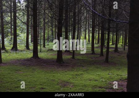 photography of a dark spruce forest with green moss floor in daylight Stock Photo