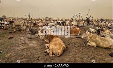 Dinka cattle camp, Bor, central region, South Sudan, Africa Stock Photo