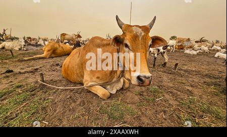 Dinka cattle camp, Bor, central region, South Sudan, Africa Stock Photo