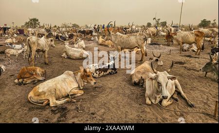 Dinka cattle camp, Bor, central region, South Sudan, Africa Stock Photo