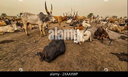 Dinka cattle camp, Bor, central region, South Sudan, Africa Stock Photo