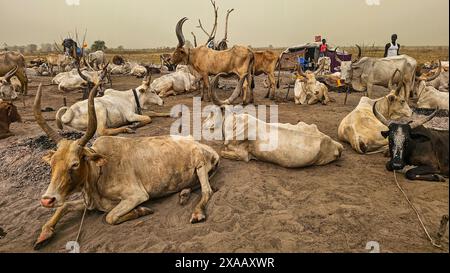 Dinka cattle camp, Bor, central region, South Sudan, Africa Stock Photo