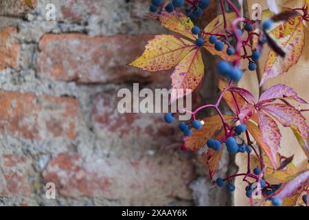close-up photography of an autumn virginia creeper vine with blue berries and red leaves on old bricks background Stock Photo