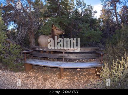 A female Elk that came out of the forest along the Greenway Trail that runs between Pima Point and Monument Creek Vista, Grand Canyon, Arizona, USA Stock Photo