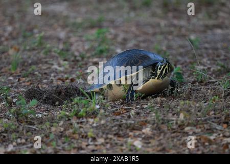 Turtle laying her eggs in its nest Stock Photo