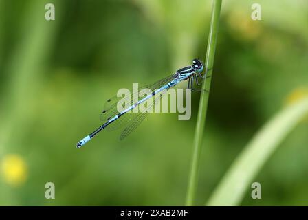 Common Blue Damsel Fly, Enallagma cyathigerum, Zygoptera, Odonata. Stock Photo