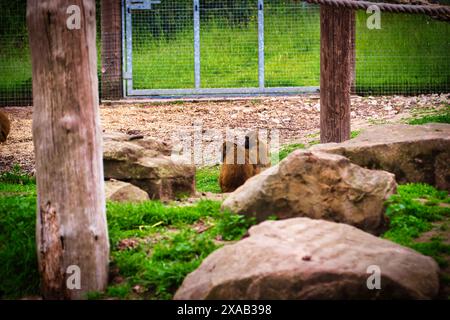 Two baboons sitting on the ground in an enclosure with rocks and wooden posts around them. Stock Photo