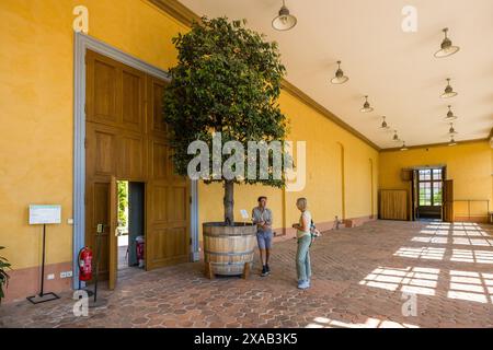 Orangery in the Uppsala Botanical Garden. Scientific curator Jesper Kårehed in front of the old laurel tree that Carl von Linné ordered in Holland in the 18th century. The leaves of the laurel tree were used to weave the doctoral students' laurel wreaths until the 1980s. Triangeln, Uppsala, Sweden Stock Photo