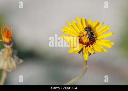 Trouser bee Asypoda hirtipes eating on sweet lechuguilla flower (reichardia tingitana). Beniarres, Spain Stock Photo