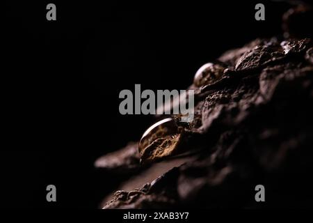 Pine cone in close-up on a black background.Macro photography, rain in the forest Stock Photo