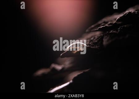 Pine cone in close-up on a black background.Macro photography, rain in the forest Stock Photo
