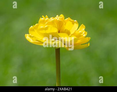 Close-Up yellow tulip on grey background Stock Photo