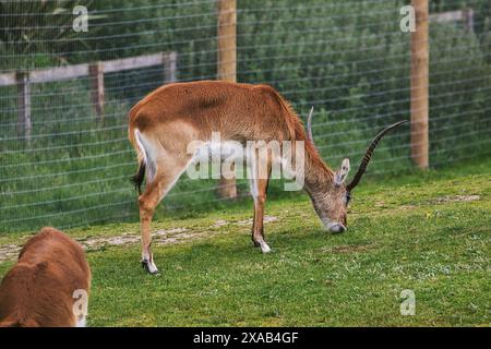 A brown antelope with curved horns grazing on grass in an enclosed area with a fence in the background. Stock Photo