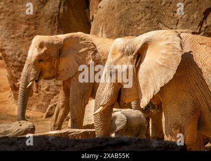 African elephants the zoo walk in family Stock Photo