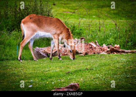 A deer grazing on grass in a lush green field with a fallen tree trunk in the background. Stock Photo