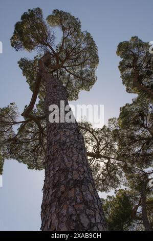 Looking up at Italian Stone Pine (Pinus pinea), Villa Borghese, Rome Stock Photo