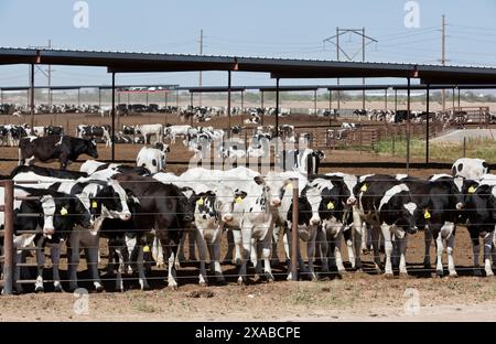 Raising Holstein Dairy Calves 'Bos taurus', Stanfield, Arizona. Stock Photo