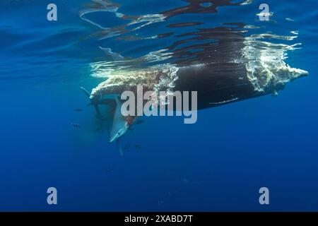 Blue shark are feeding on the death whale. Sharks around the whale's carcass. Natural behavior in ocean. Marine life around the Azores islands. Stock Photo