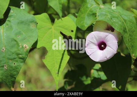 Close up shot of purple violet flower of the sweet potato, Ipomoea batatas. Stock Photo