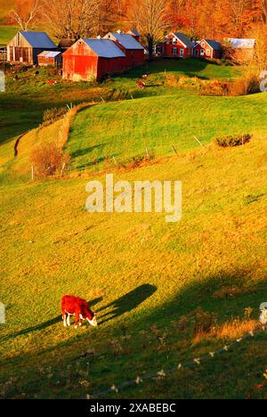 Vermont dairy cow in a field feeding on grass Stock Photo - Alamy
