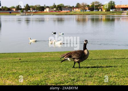 A Canada Goose stands on the shore in front of a group of swimming ducks Stock Photo