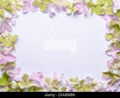 Floral frame from hydrangea flowers isolated on a white background. View from above, copy space. Beautiful floral frame. Stock Photo